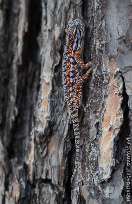 orange, white and black chameleon